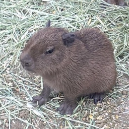 baby capy
