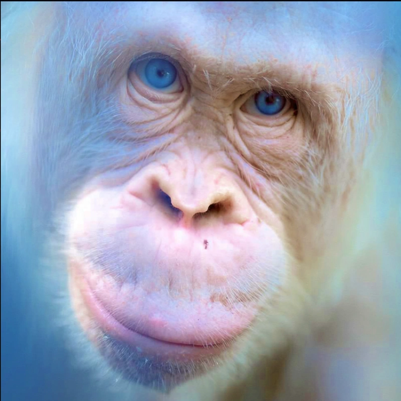 Blue Eyes White Ape