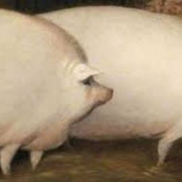 Brother May I Have Some OATS