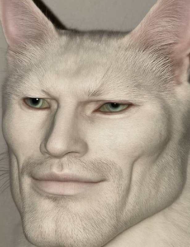 giga-cat-1