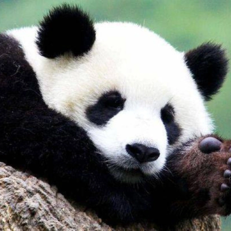 HUA HUA