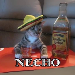 OG HISPANIC CAT