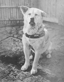 The most loyal dog Hachiko