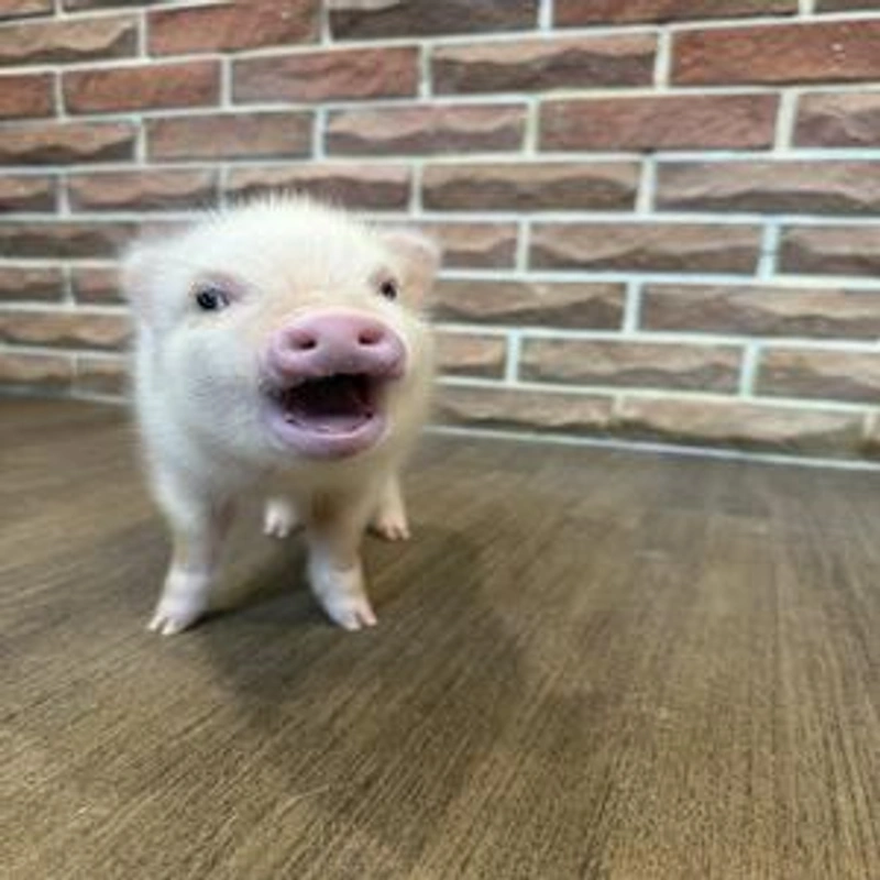 Tom the Micro Pig