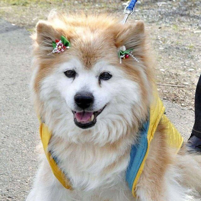 Worlds Oldest Shiba