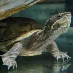 elon the musk turtle