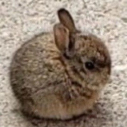 smol bun